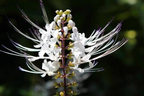 javaanse nierthee; orthosiphon